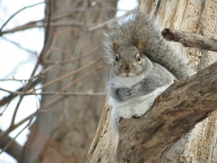 Sciurus carolinensis