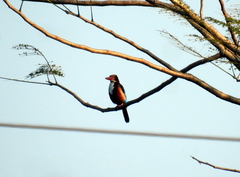 Aves