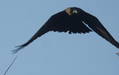 Aves