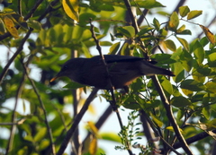 Aves
