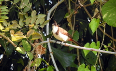 Pycnonotus jocosus