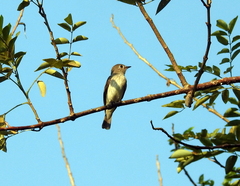 Aves