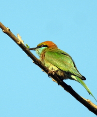 Merops orientalis