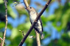 Passeriformes