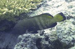 Cephalopholis argus