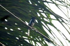 Aves