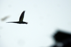 Aves