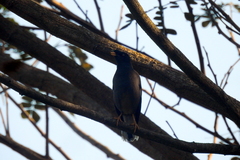 Aves