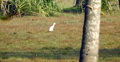 Bubulcus ibis