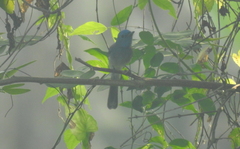 Hypothymis azurea