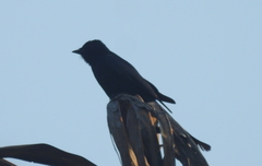 Aves