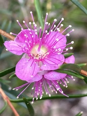 Hypocalymma robustum
