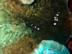 Ancylocaris brevicarpalis