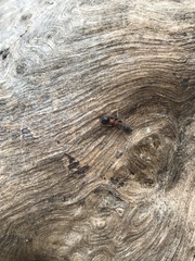 Tetraponera rufonigra