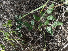 Knowltonia vesicatoria
