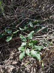 Knowltonia vesicatoria