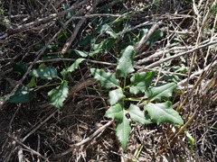 Knowltonia vesicatoria