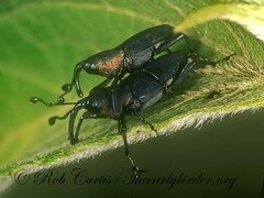 Rhodobaenus
