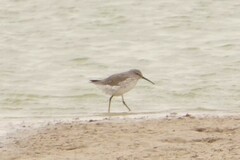 Calidris himantopus