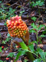 Arisaema ringens