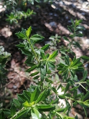 Baccharis conferta