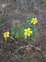 Oxalis compressa