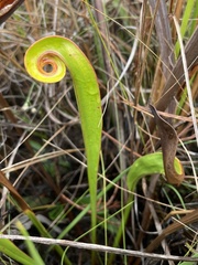 Sarracenia flava