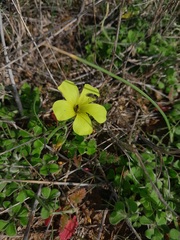 Oxalis compressa