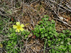 Oxalis compressa