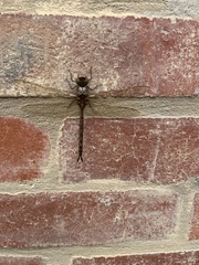 Rhionaeschna marchali