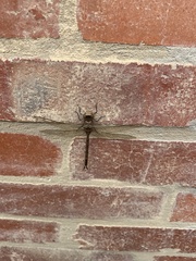 Rhionaeschna marchali