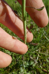 Noccaea caerulescens