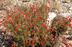 Epilobium canum