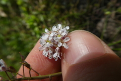 Noccaea caerulescens