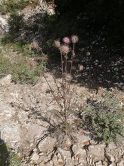 Cirsium pinetorum