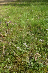 Noccaea caerulescens