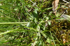 Noccaea caerulescens