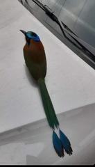 Momotus subrufescens