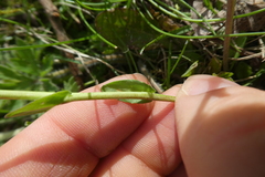 Noccaea caerulescens