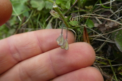 Noccaea caerulescens