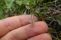 Noccaea caerulescens