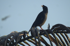 Acridotheres fuscus