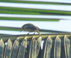 Aegithina tiphia