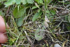 Noccaea caerulescens