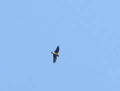Aves