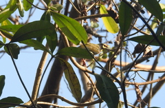 Aves