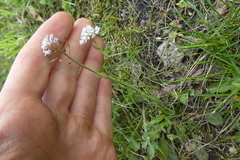 Noccaea caerulescens