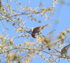 Aves
