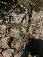 Cirsium pinetorum