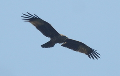 Aves